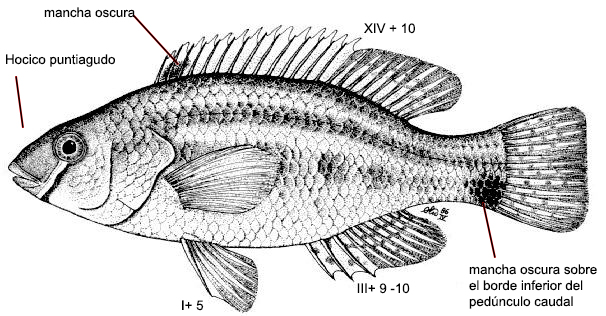 Symphodus cinereus_00001.jpg